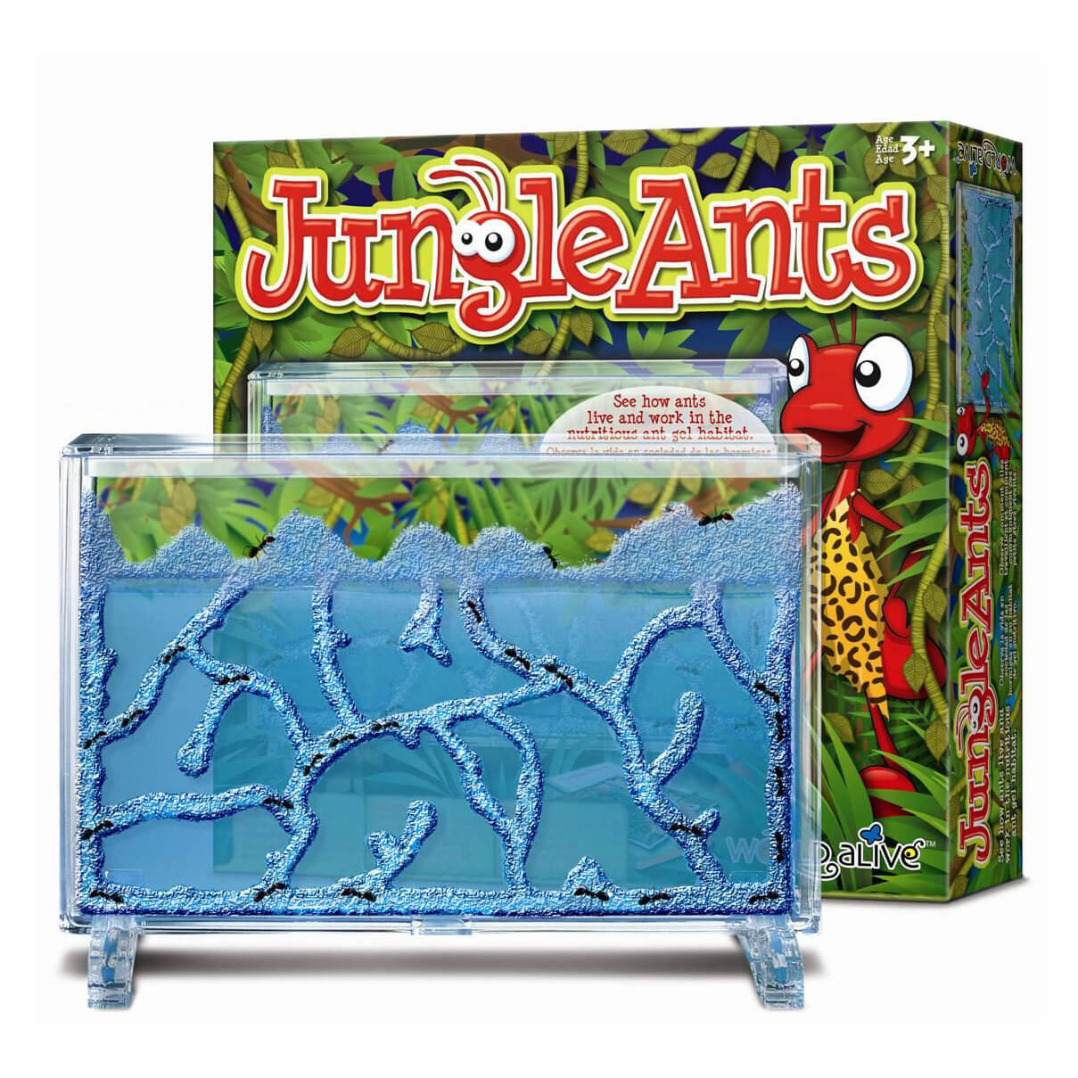 Μυρμηγκοφωλιά Jungle Ants